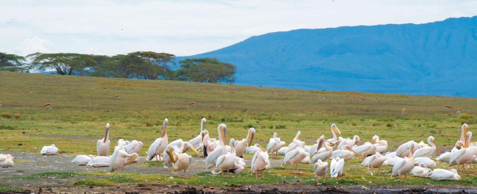 Merinja Guest House Naivasha Eksteriør billede